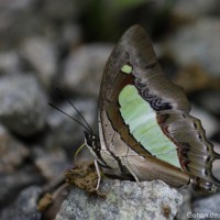 Polyura athamas Drury, 1770